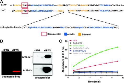 Selenoprotein T Exerts an Essential Oxidoreductase Activity That 